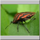 Graphosoma lineatum - Streifenwanze 02.jpg